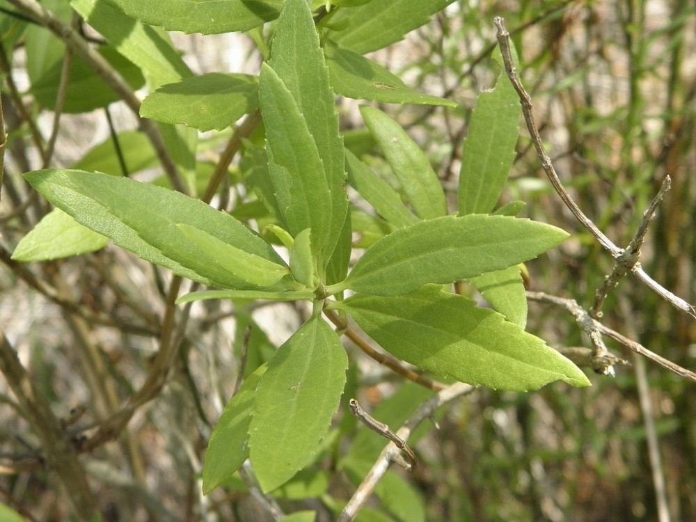 marsh_elder